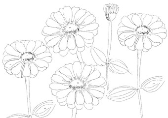 abstract flower with line art zinnia flowers for background