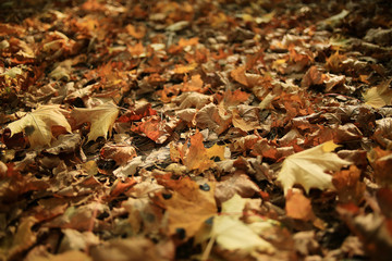 Autumn texture of yellow fallen leaves