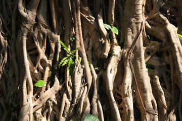 Текстура корней дерева