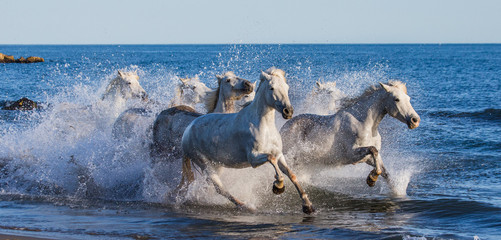 Obrazy  Białe konie Camargue galopujące wzdłuż plaży. Park Regionalny Camargue. Francja. Prowansja. Doskonała ilustracja