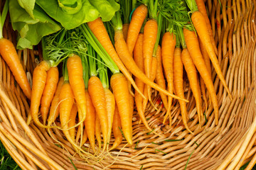 новый урожай вкусной моркови лежит  в плетенной корзине