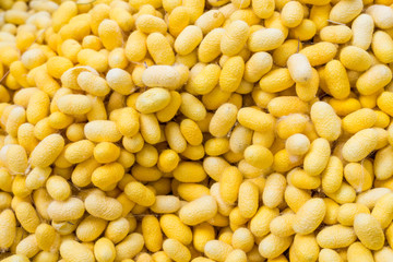 Yellow cocoon background.