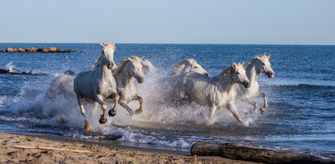 White Camargue Horses galloping along the sea beach. Parc Regional de Camargue. France. Provence....
