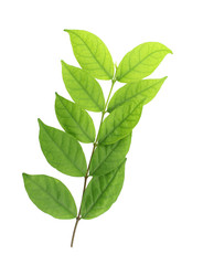 Fototapeta premium Green leaves on a white background.