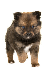 Pomsky puppy, mix husky and pomeranian, with blue eyes walking towards the camera isolated on a white background