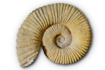 Ammonites fossil in Valencian Community Spain