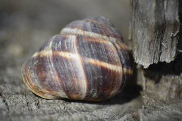 Sink a large snail