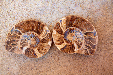 Ammonites fossil snail cut found in Teruel © lunamarina
