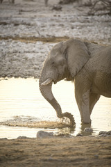 Elephant at Okaukuejo water hole.