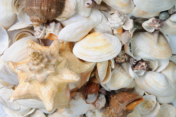 Sea cockleshells background