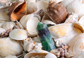 Sea cockleshells background with nephrite crystal