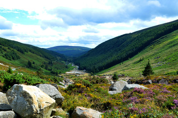Glacial valley with rock outcrops, plants and flowers, woods and a river in County Wicklow,...