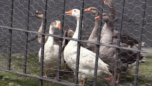 Ocas en jaula