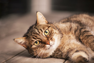 Naklejka premium European shorthair cat 