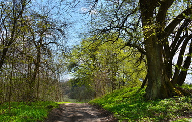 colorfull spring landscape
