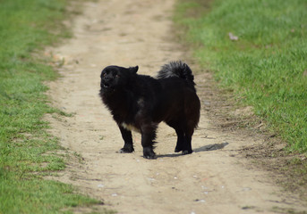 Black dog on a dirt road