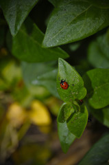 Natural Insect Control - Ladybug on a leaf