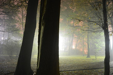 noc w parku © W Korczewski