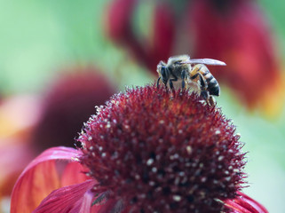 A Honey Bee on a Blanket Flower