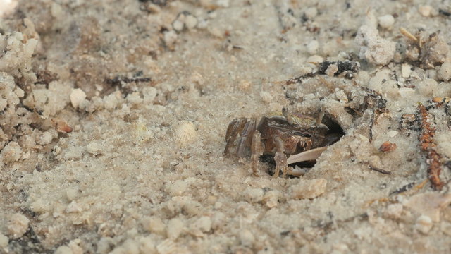 4K Atlantic Sand Fiddler Crab (Uca pugilator) Male Feeding 2