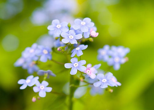 Flowers forget-me-not closeup