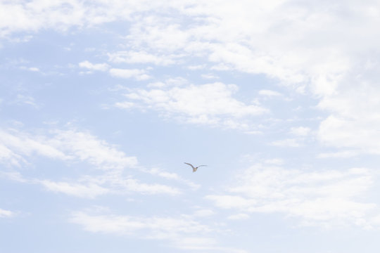 flying seagull in the distant sky