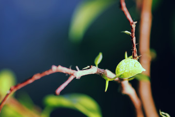 new leaf on a branch