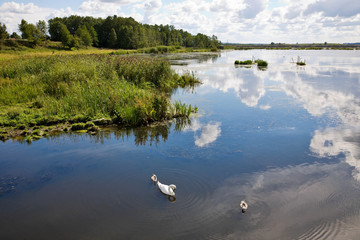 Mute swan eating