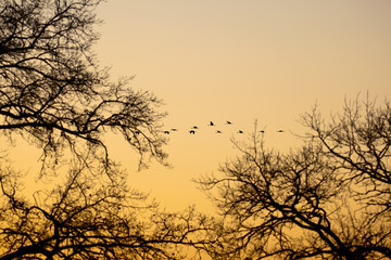 Cranes that fly in the evening light