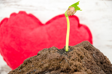 Plant growing from the stone