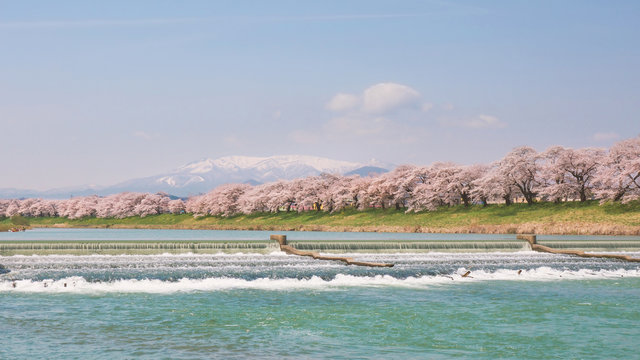 大河原一目千本桜