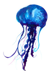 Obraz premium Jellyfish watercolor illustration. Painted medusa isolated on white background, underwater wildlife.