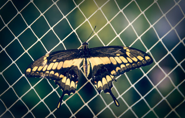 beautiful butterfly sits on a grid