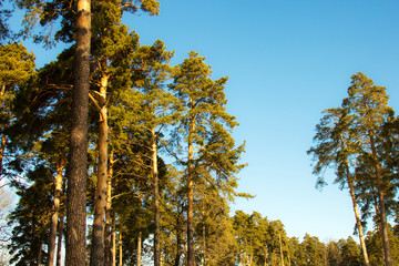 Fototapeta premium Pine forest under deep blue sky
