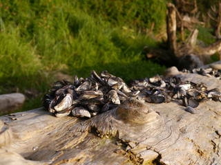 Mussell Shells on Driftwood
