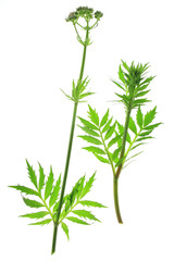 Fototapeta premium Baldrian (Valeriana officinalis)