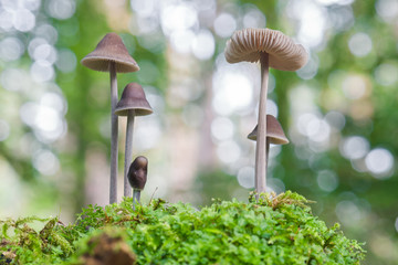Pilz Pilze Pilzgruppe im Bokeh des Waldes