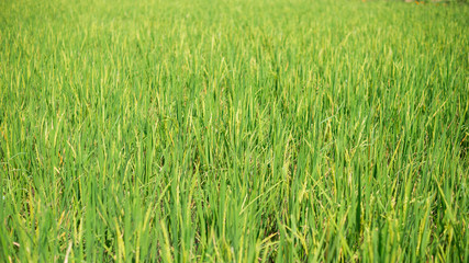 Green rice in field. Selective focus.