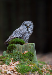 Great grey owl sitting on mossy stump, closeup, clean  background, Czech Republic, Europe