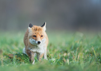 Fototapeta na wymiar Red fox in the grass, looking straight at the lens, with clean background, Czech Republic, Europe