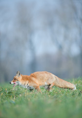 Naklejka na ściany i meble Red fox in the grass, licking its jaws, with clean background, Czech Republic, Europe