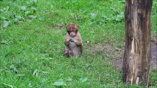 baby monkey sylvana 
