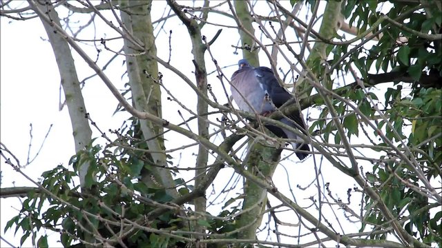 big dove sitting on branch in tree, april, Wood pigeon
