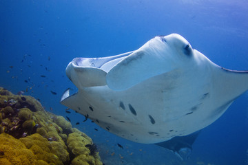 SHOWER TIME / Manta rays after eating plankton, like to get clean by little fish call: cleaner wrasse.
