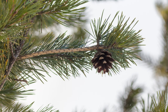 Fototapeta fir-cone on a branch