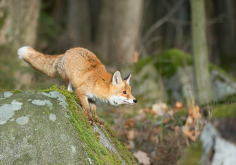 Red fox on the mossy rock, looking for food, Czech Republic, Europe