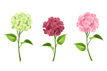 Vector set of pink, maroon and green hydrangea flowers with stems isolated on a white background.
