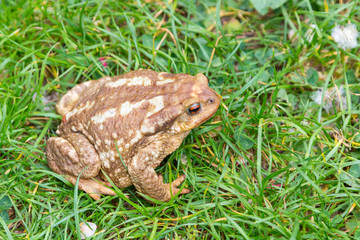 common toad (Bufo bufo) in the grass