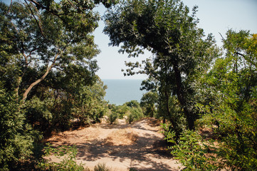 Natural background with sea and tree.