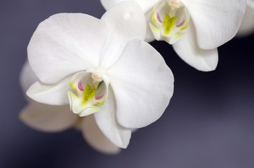 Fototapeta na wymiar White Orchid